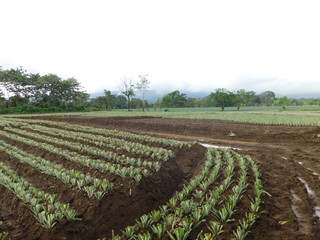 Pineapple plantation