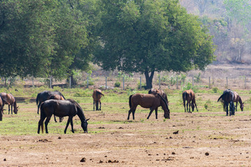 Horse group on pastures in country farm.