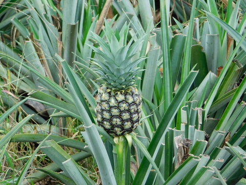 pineapple on tree