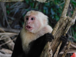 A monkey in natural habitat