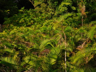 Ferns in costa rica