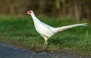 White or leucistic male Pheasant, rare colouration of a common, Ring necked pheasant about to cross the road.  Horizontal, space for copy