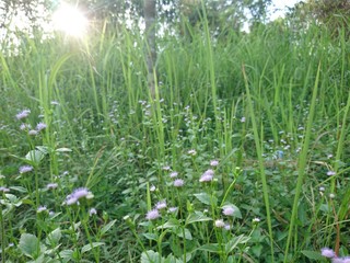 green grass and flowers