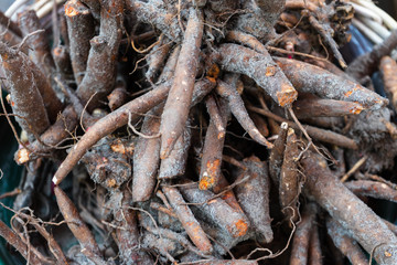 root of the peony plant for sale in garden market, ready to be planted