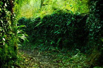 Fototapeta na wymiar path in forest
