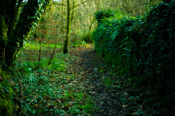 path in forest