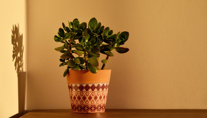Houseplant in interior stock images. Ugaoo Crassula Ovata Jade Plant stock images. Morning sunrise houseplant stock images. Ornamental ceramic pot. Flower in a pot