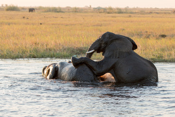 Botwana, Chobe National Park, Elephants are playing.