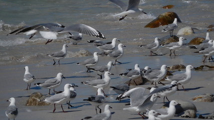 Strand in Südafrika auf der Kap Halbinsel in der Nähe von Kommetjie