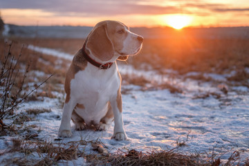 Dog breed Beagle on the background of a beautiful sunset on a walk in the winter evening