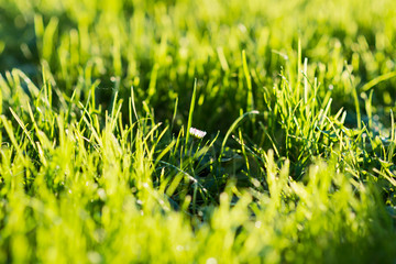 Gänseblümchen alleine in einer Wiese im Gegenlicht