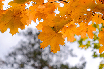 Autumn leaves of maple. Yellow and orange fall leaf
