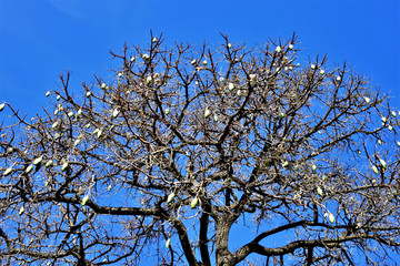branches of a tree against blue sky