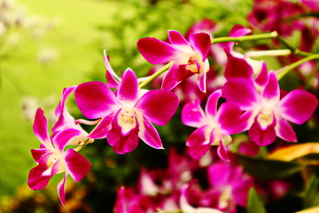 Fototapeta na wymiar Beautiful orchid flower with natural background.