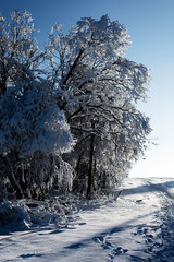 Mit schnee behangener baum in einer winterlandschaft