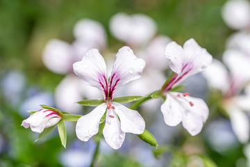 Macro photo of small white and purple lobelia flower in spring