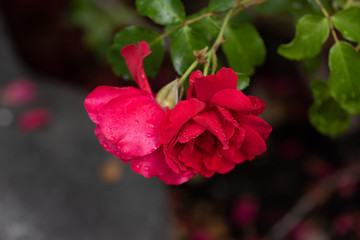 Obraz premium Pink blooming rose flowers in bush in green summer garden
