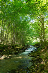 Fototapeta na wymiar River go through the forest