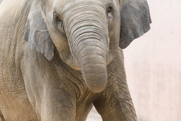 Fototapeta premium アジア象の進撃 