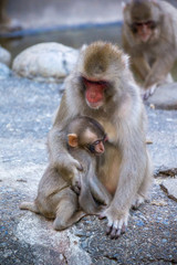 暖め合う日本猿の親子
