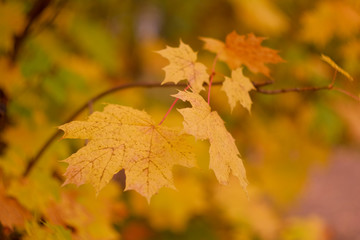 Autumn leaves of maple. Yellow and orange fall leaf