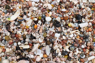Heap shells of molluscs on the sand at low tide