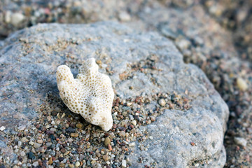 Heart shape white coral branch on stone. Save corals concept. Close-up, copy space