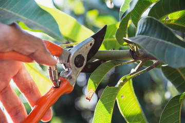 Hand of Gardener pruning trees with pruning shears.