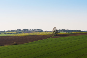 Fototapeta na wymiar Beautiful landscape with farm field lines of arable land and rape flower field. Rural scene in Thuringia, Germany. 