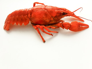 Boiled crayfish isolated on a white background.