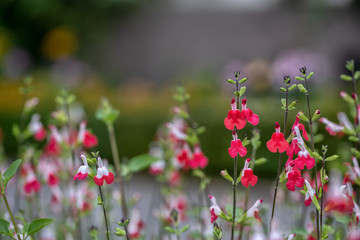 Bright pink coral small flowers in the outdoor garden