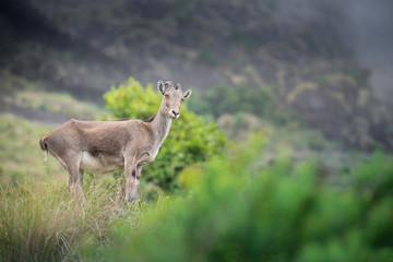 Mountain goat at Eravikulam National Park near Munnar, Kerala, India