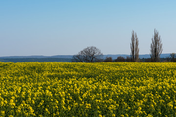 Obraz premium Colorful field of yellow blooming raps flowers with some trees. Rapeseed field in Thuringia, Germany during spring time.