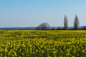 Colorful field of yellow blooming raps flowers with some trees. Rapeseed field in Thuringia, Germany during spring time.