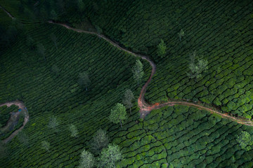 Obraz premium Beautiful tea plantation landscape in the morning.&nbsp;