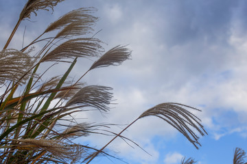 reed flowers swaying in the wind background