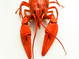 Boiled crayfish isolated on a white background.