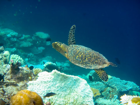 Karett Bilder – Durchsuchen 113 Archivfotos, Vektorgrafiken und Videos ...