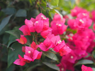 Magnoliophyta Scientific name Bougainvillea Paper flower red flower on blurred of nature background