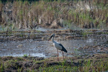 great  heron in its natural habitat