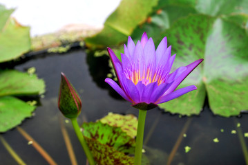 Purple Thai lotus flowers are blooming.
