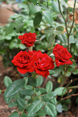 Fototapeta na wymiar Red house rose, fragrant, tropical Thai rose.
