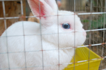 The white rabbit is trapped in a cage.
