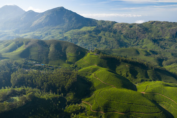 Beautiful tea plantation landscape in the morning. 