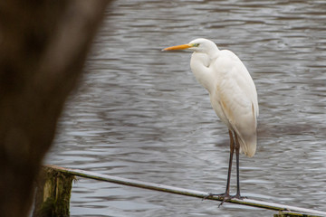 on a narrow wooden bridge stands a white egret