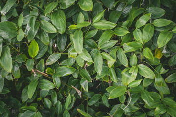 Wall full green leaf topical plants for background use.	