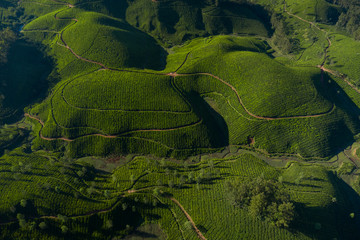Beautiful tea plantation landscape in the morning. 