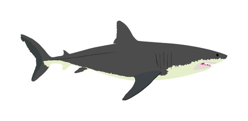 Great white shark vector illustration isolated on white background. Sea predator. Danger on beach alert. Open jaws of beast.  The biggest fear for divers and swimmers. Under water alert. Ocean killer.