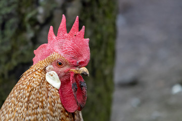 a close-up of a rooster with a red comb on its head in a henhouse
