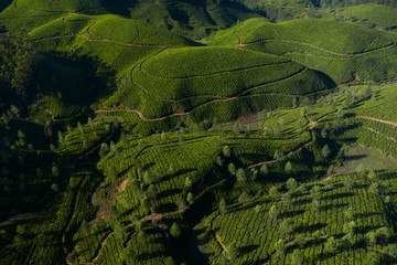 Fototapeta premium Beautiful tea plantation landscape in the morning.&nbsp;
